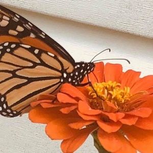 Meet your Posher, Robin